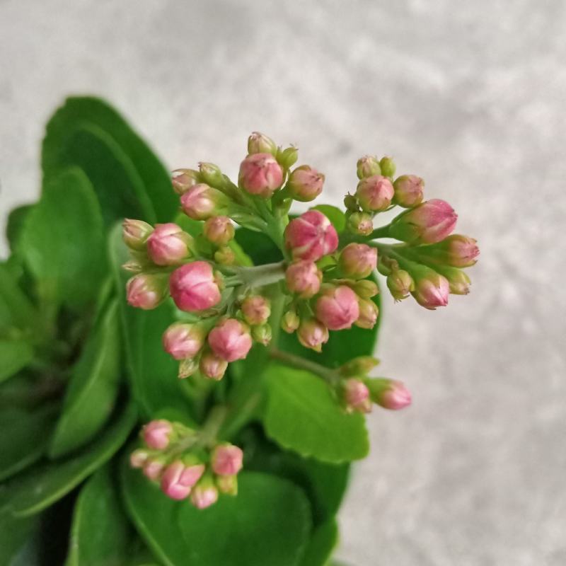 110#长寿花盆栽室内盆栽开花植物带花苞