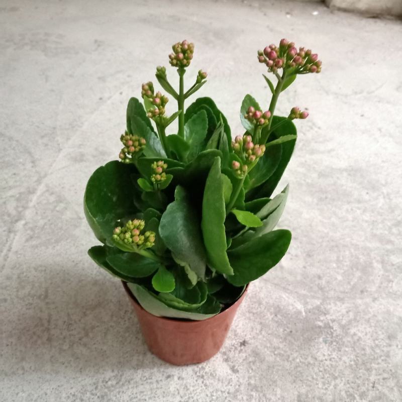 110#长寿花盆栽室内盆栽开花植物带花苞