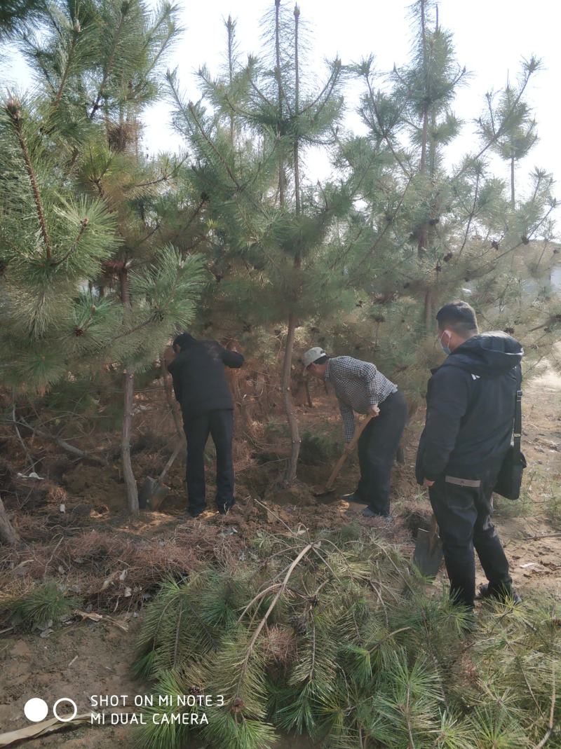 3米黑松出售，规格齐全价格便宜，地址邹平黑松基地。