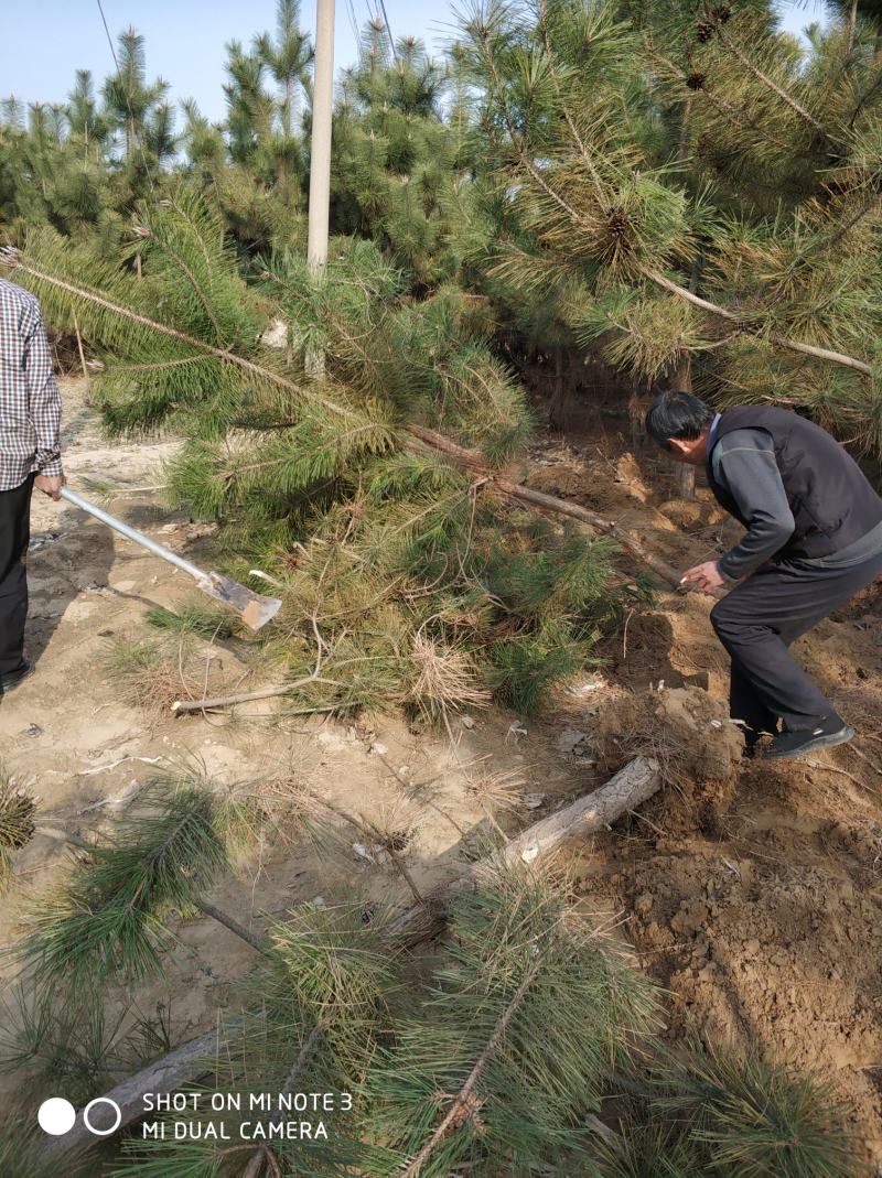 3米黑松出售，规格齐全价格便宜，地址邹平黑松基地。