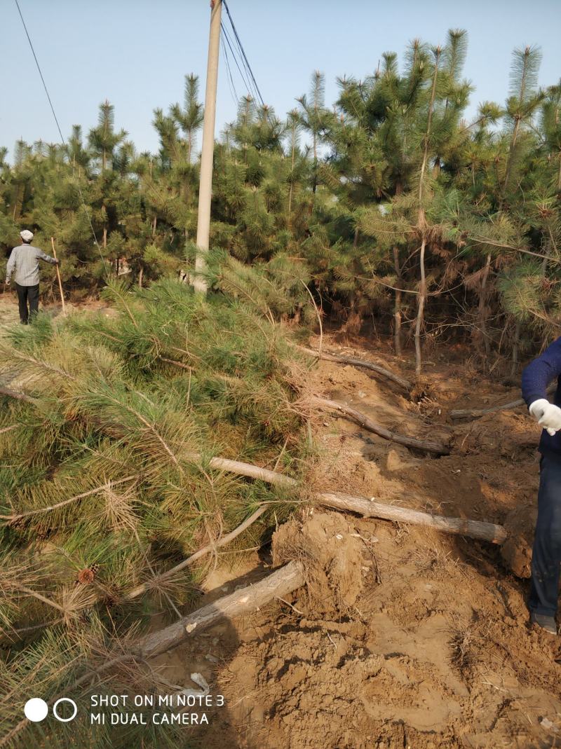 3米黑松出售，规格齐全价格便宜，地址邹平黑松基地。