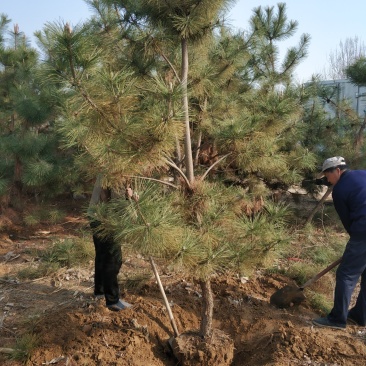 3米黑松出售，规格齐全价格便宜，地址邹平黑松基地。