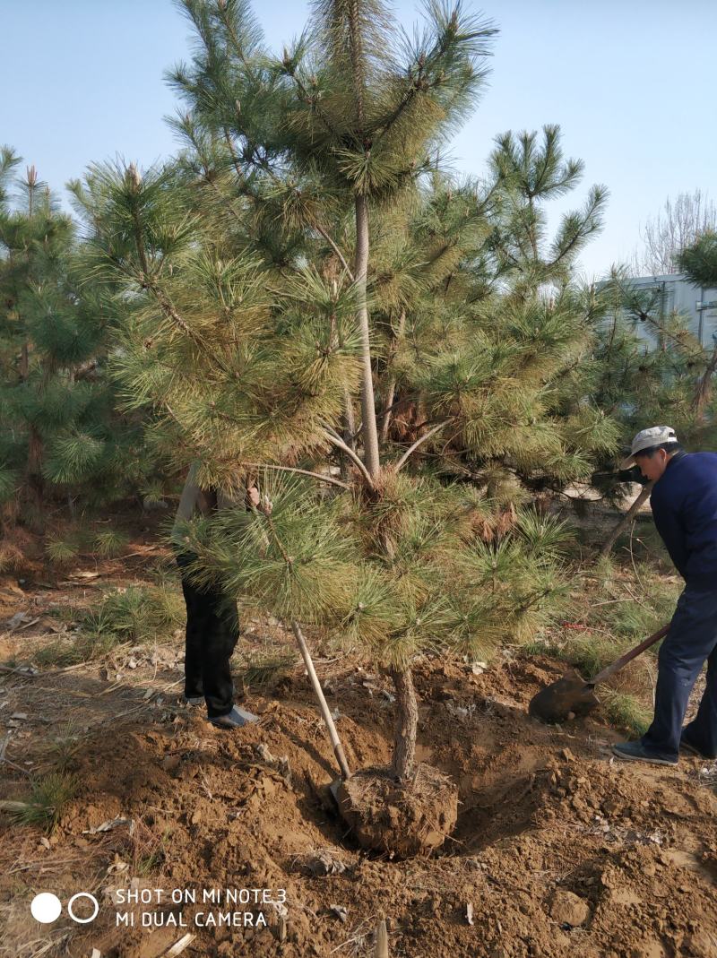3米黑松出售，规格齐全价格便宜，地址邹平黑松基地。