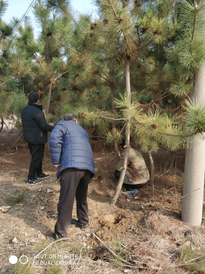 3米黑松出售，规格齐全价格便宜，地址邹平黑松基地。