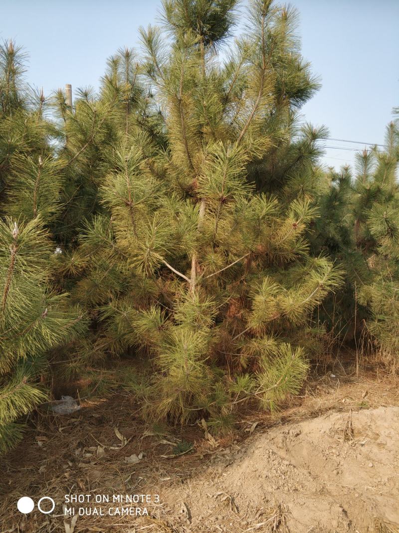 3米黑松出售，规格齐全价格便宜，地址邹平黑松基地。