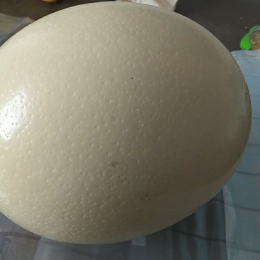 鸵鸟种蛋，食用蛋常年供应