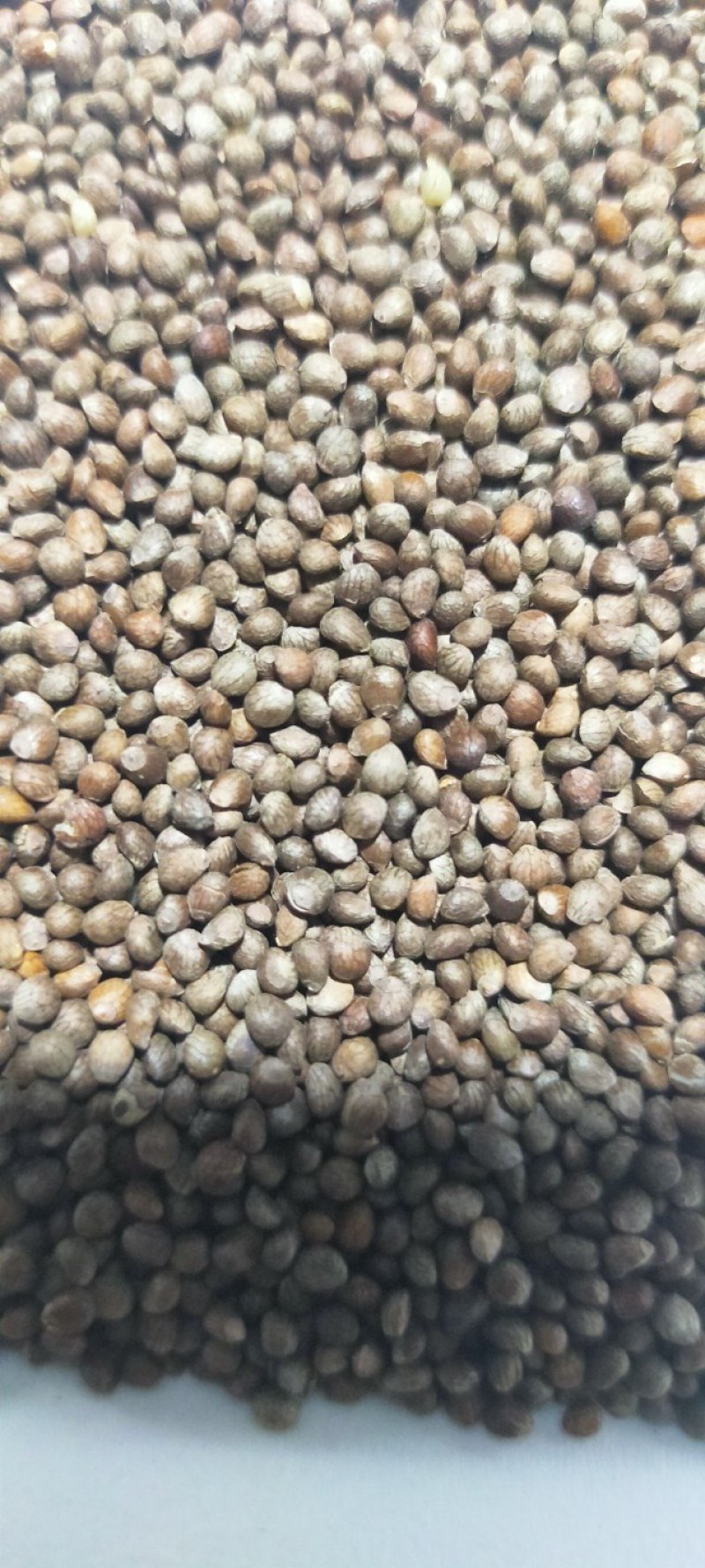 白苏子，紫苏子，灰苏子销售