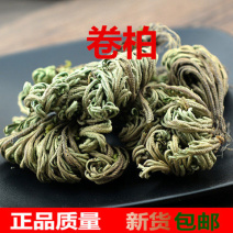 卷柏山东新鲜干货不死草九死还魂草包邮