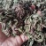 卷柏山东新鲜干货不死草九死还魂草包邮