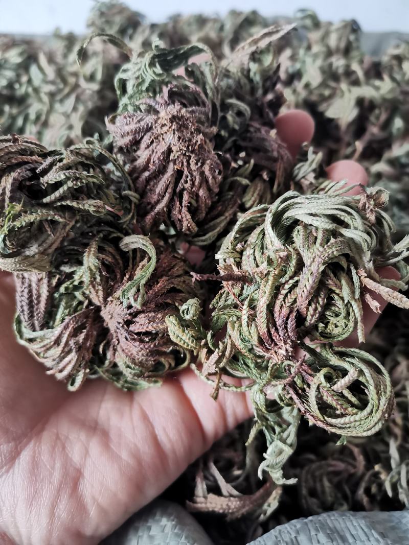卷柏山东新鲜干货不死草九死还魂草包邮