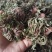 卷柏山东新鲜干货不死草九死还魂草包邮