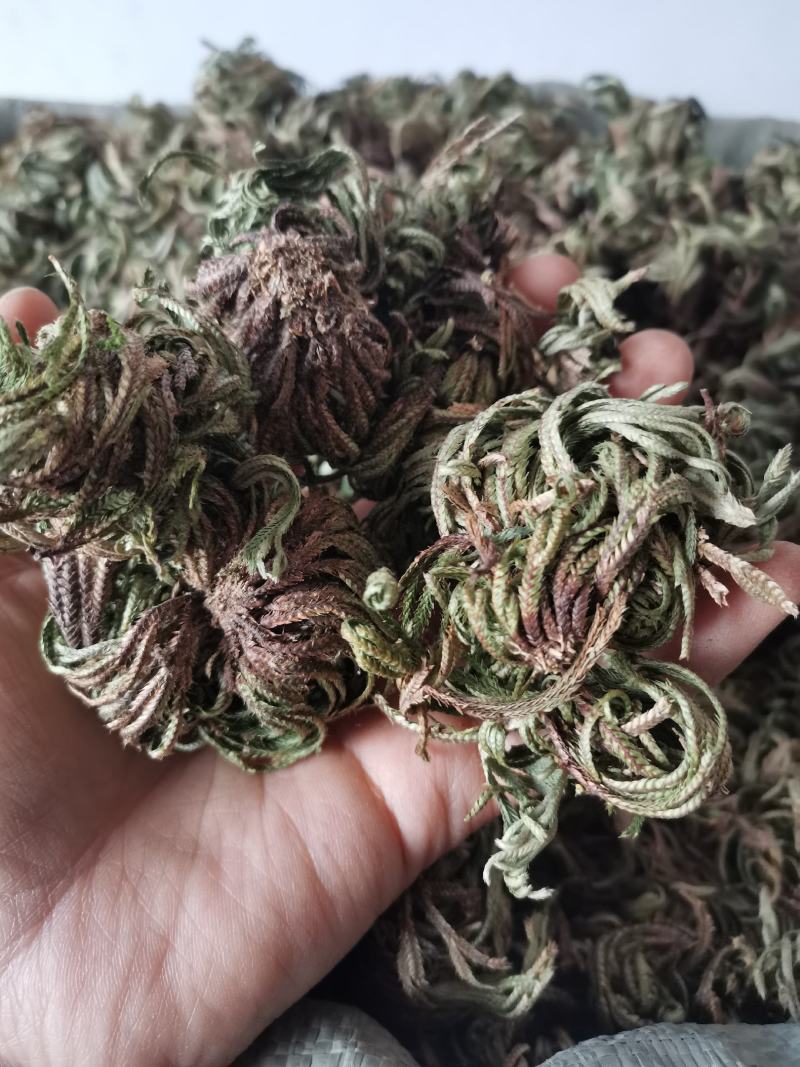 卷柏山东新鲜干货不死草九死还魂草包邮