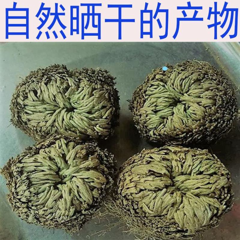 卷柏山东新鲜干货不死草九死还魂草包邮