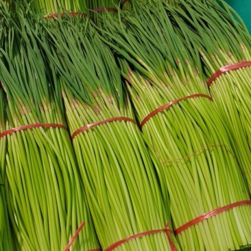 中牟红帽蒜苔上市精品