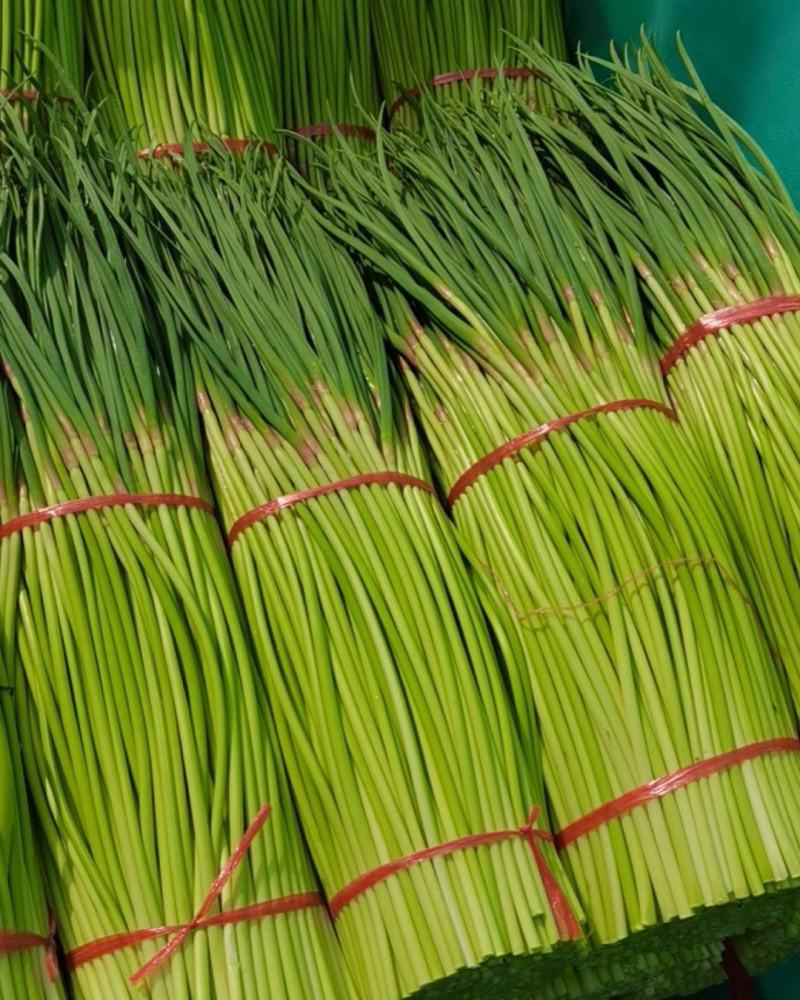 中牟红帽蒜苔上市精品