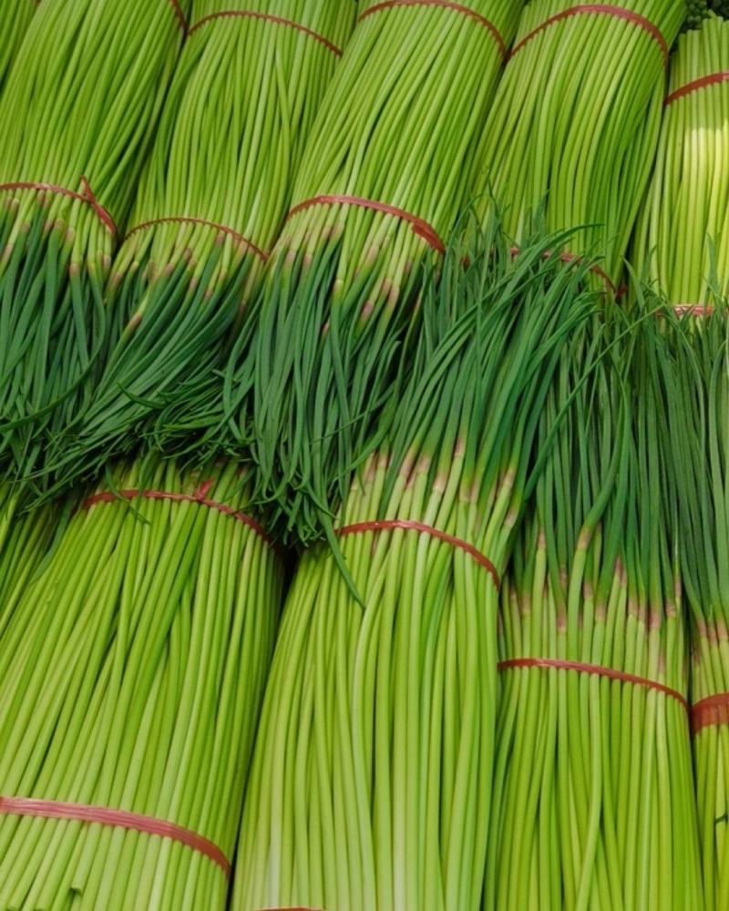 中牟红帽蒜苔上市精品