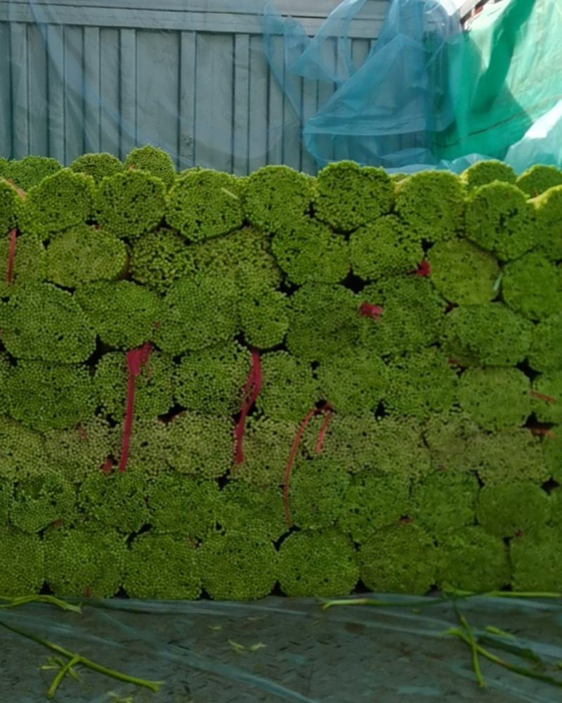 中牟红帽蒜苔上市精品