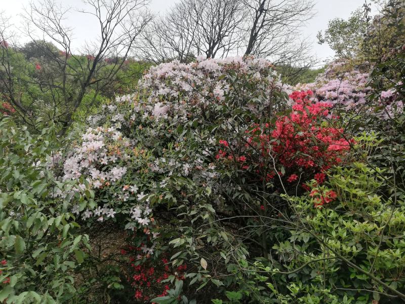 杜鹃，高山大杜鹃大红和淡红，白花杜鹃