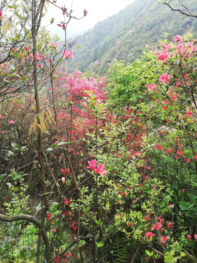 杜鹃，高山大杜鹃大红和淡红，白花杜鹃