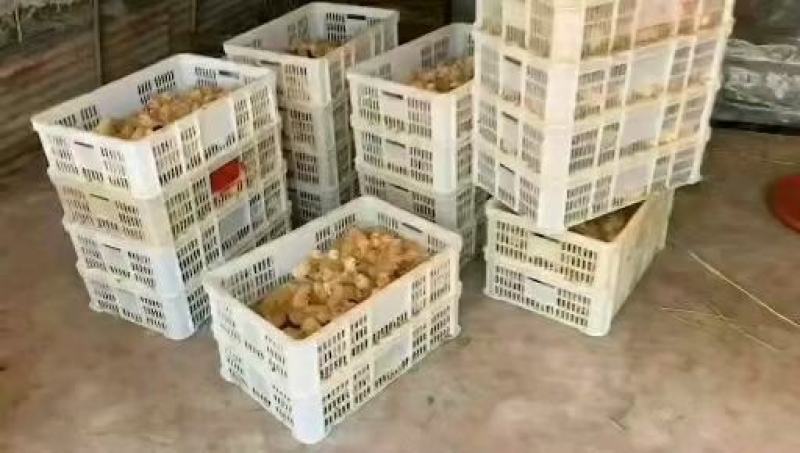 高产绿壳蛋鸡苗青壳蛋鸡苗高产蛋鸡土鸡苗土蛋鸡苗质量正宗