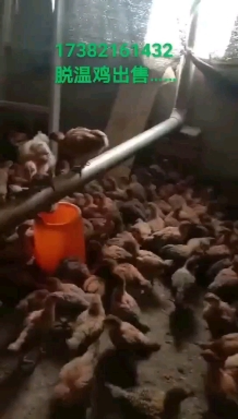 高产绿壳蛋鸡苗青壳蛋鸡苗高产蛋鸡土鸡苗土蛋鸡苗质量正宗