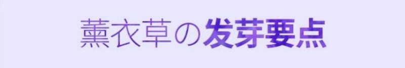 薰衣草种子花卉种子花海阳台庭院高档花卉种子