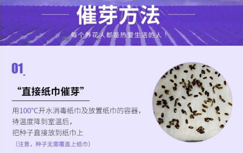 薰衣草种子花卉种子花海阳台庭院高档花卉种子