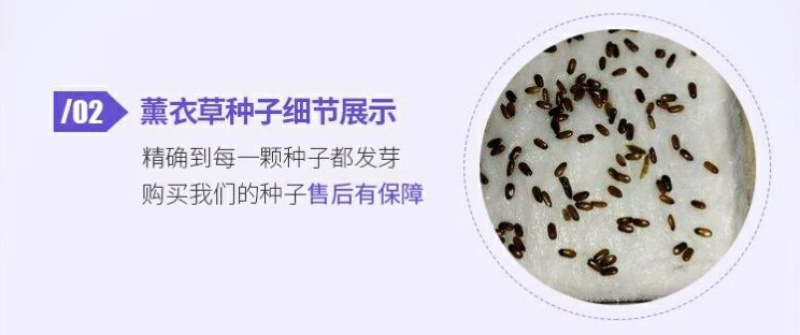 薰衣草种子花卉种子花海阳台庭院高档花卉种子