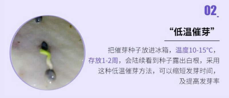 薰衣草种子花卉种子花海阳台庭院高档花卉种子