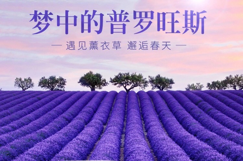 薰衣草种子花卉种子花海阳台庭院高档花卉种子