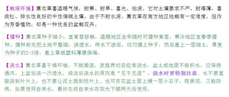 薰衣草种子花卉种子花海阳台庭院高档花卉种子