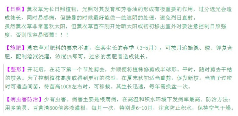 薰衣草种子花卉种子花海阳台庭院高档花卉种子