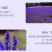 薰衣草种子花卉种子花海阳台庭院高档花卉种子