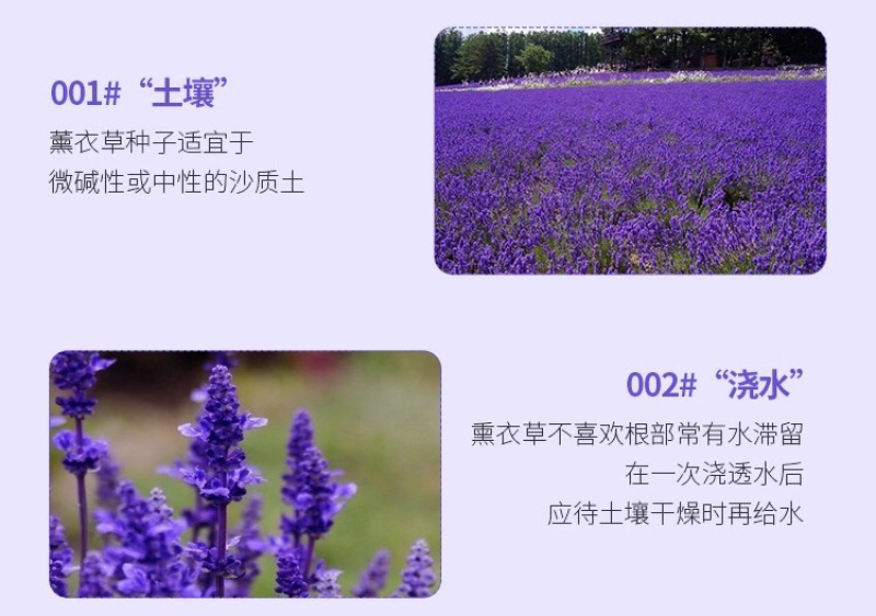 薰衣草种子花卉种子花海阳台庭院高档花卉种子