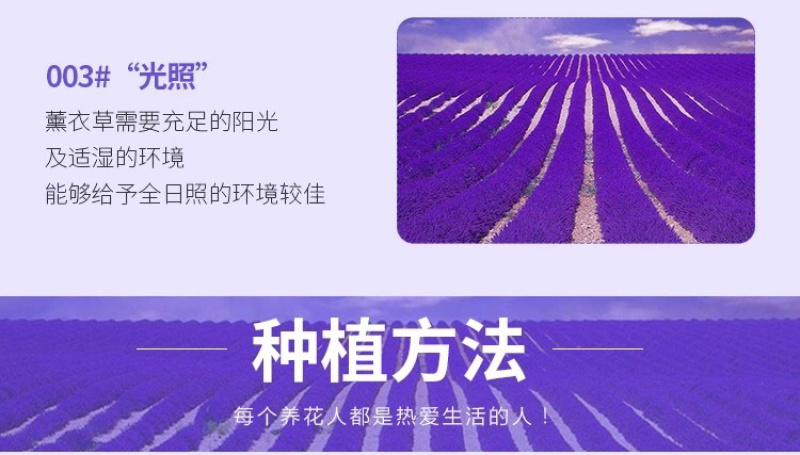 薰衣草种子花卉种子花海阳台庭院高档花卉种子