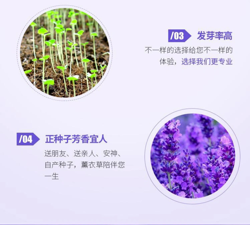 薰衣草种子花卉种子花海阳台庭院高档花卉种子