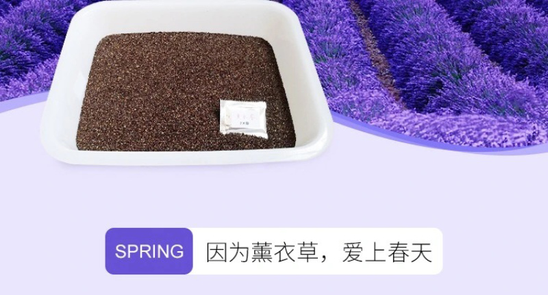 薰衣草种子花卉种子花海阳台庭院高档花卉种子
