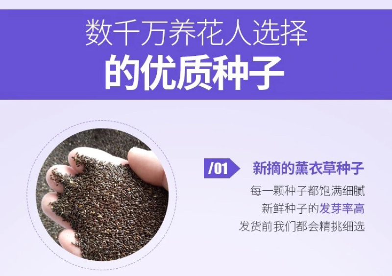 薰衣草种子花卉种子花海阳台庭院高档花卉种子