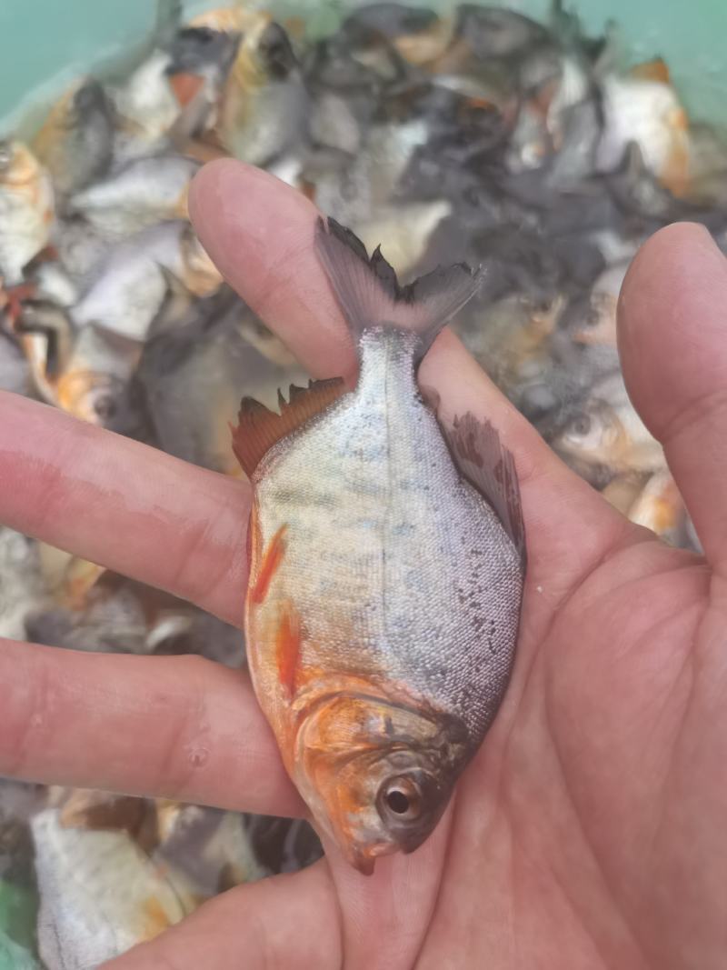 场地直销，白鲳鱼苗，武鲳鱼苗，二代吃肉，生猛，快大品种。