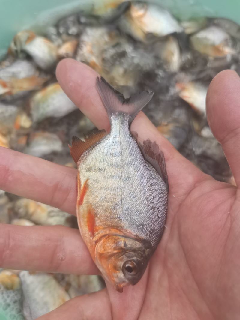 场地直销，白鲳鱼苗，武鲳鱼苗，二代吃肉，生猛，快大品种。