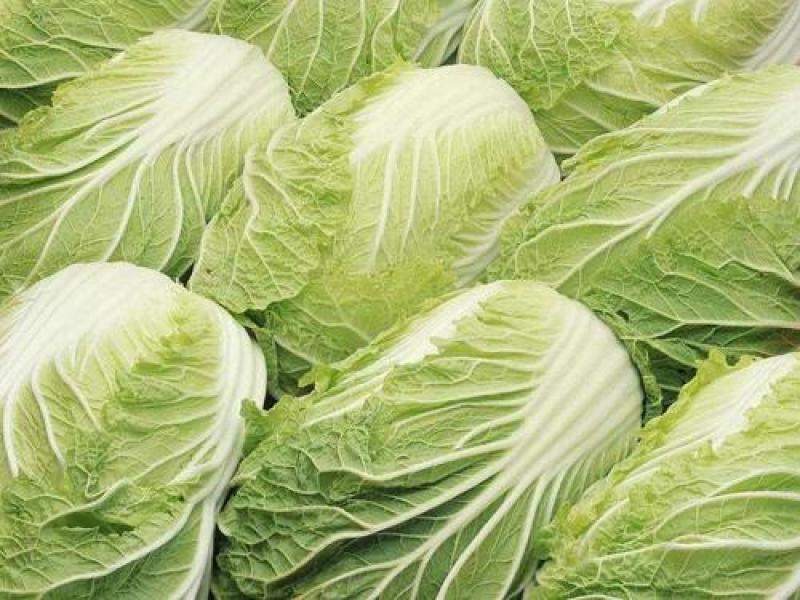 白菜精品黄心白菜产地货源充足质量保证配发发市场商超电商