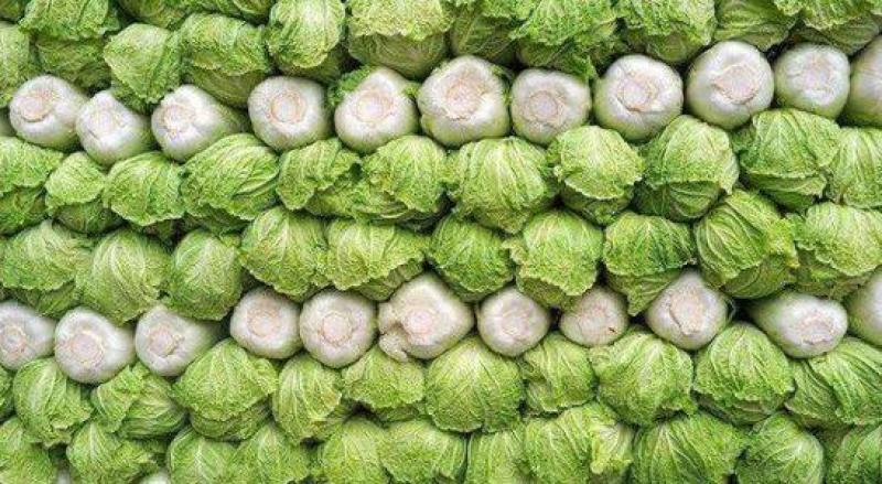 白菜精品黄心白菜产地货源充足质量保证配发发市场商超电商