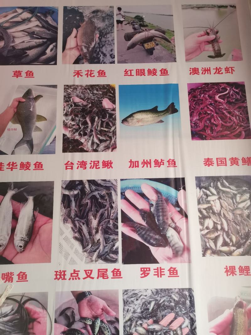 场地直销，白鲳鱼苗，武鲳鱼苗，二代吃肉，生猛，快大品种。