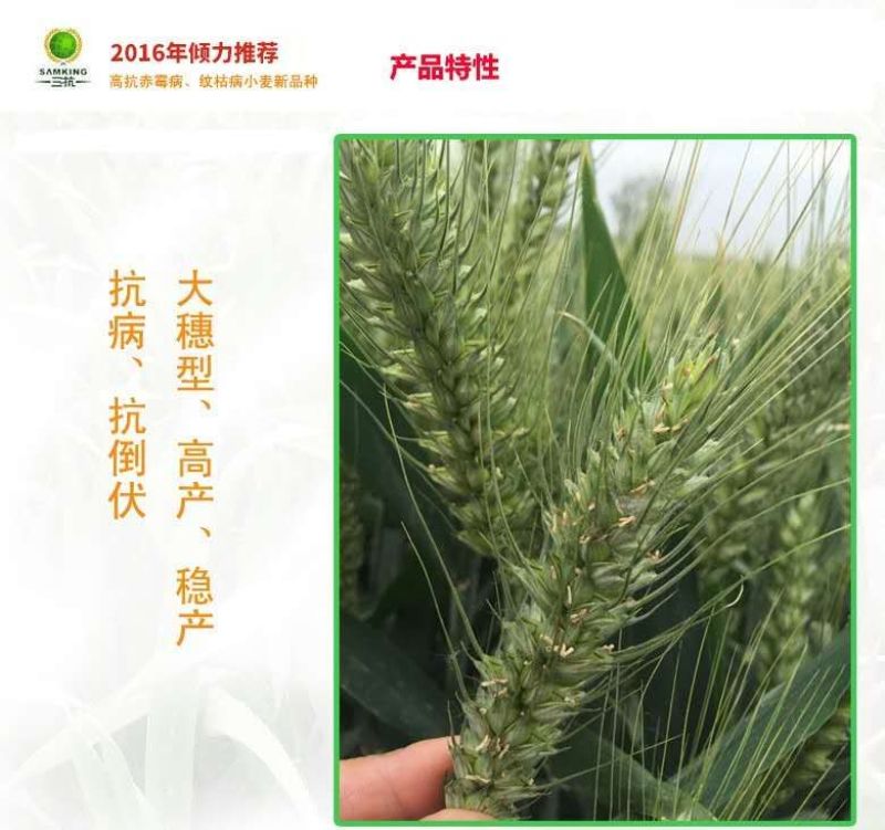二号高抗倒伏千粒重63克，株高58公分可亩产1600斤