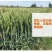 二号高抗倒伏千粒重63克，株高58公分可亩产1600斤