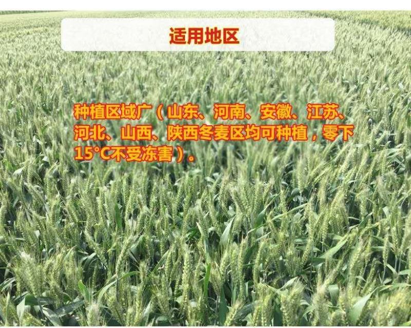 二号高抗倒伏千粒重63克，株高58公分可亩产1600斤