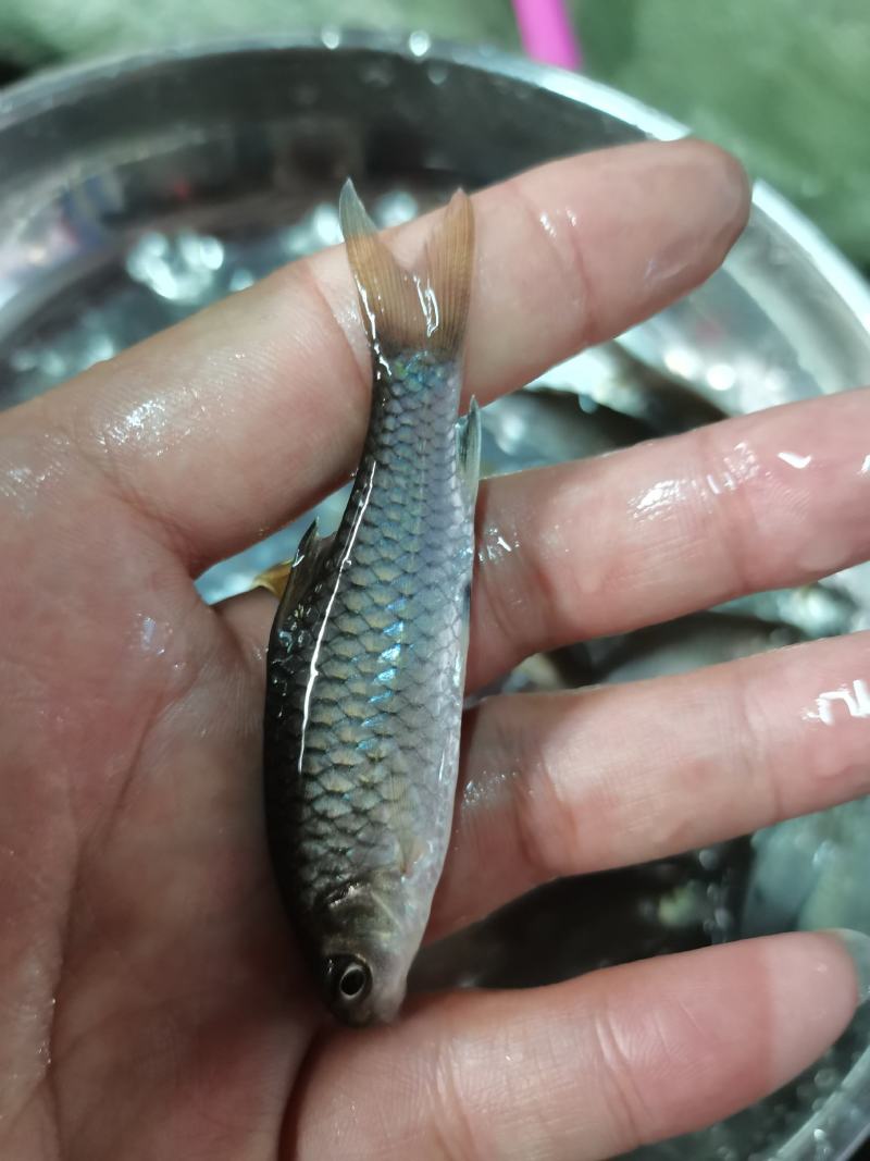 场地直销，精品青竹鲤鱼苗，养殖速度快大，欢迎养殖户订购。