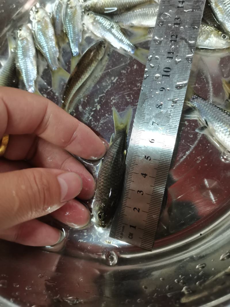 场地直销，精品青竹鲤鱼苗，养殖速度快大，欢迎养殖户订购。