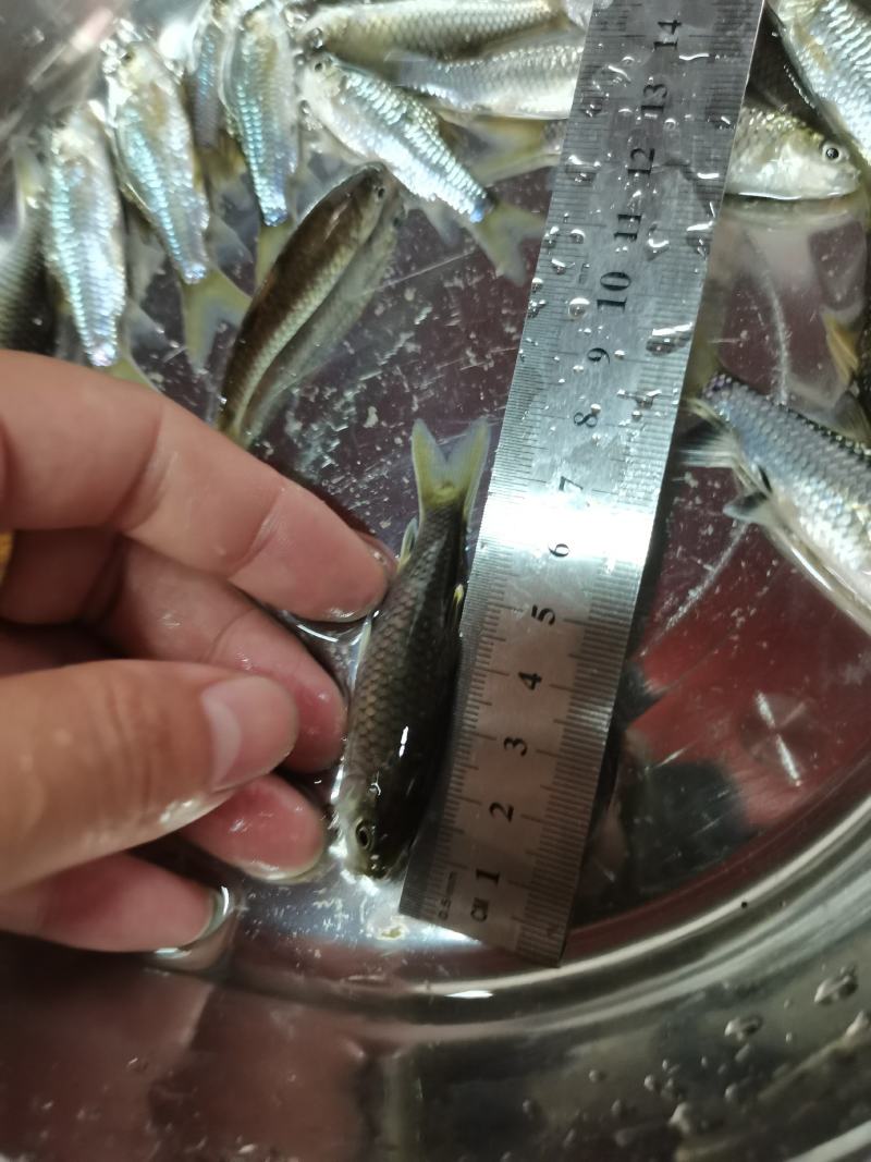 场地直销，精品青竹鲤鱼苗，养殖速度快大，欢迎养殖户订购。