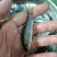 场地直销，精品青竹鲤鱼苗，养殖速度快大，欢迎养殖户订购。